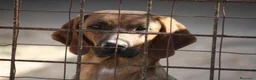 Meticcio cani in regalo: Giordan in adozione - Annuncio 1