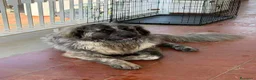 Pastore del Caucaso cani in regalo: In Regalo Pastore del Caucaso 18Mesi a Provincia di Prato - Annuncio 8