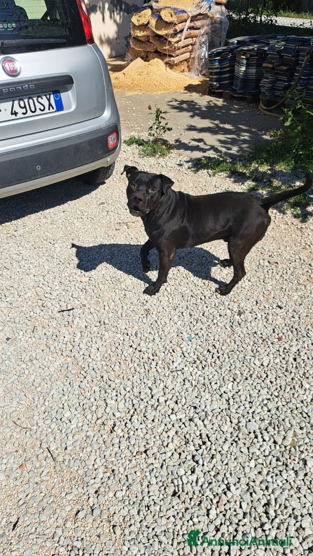 Meticcio cani in regalo: 2 Cani meticci di 3 anni - Annuncio 1