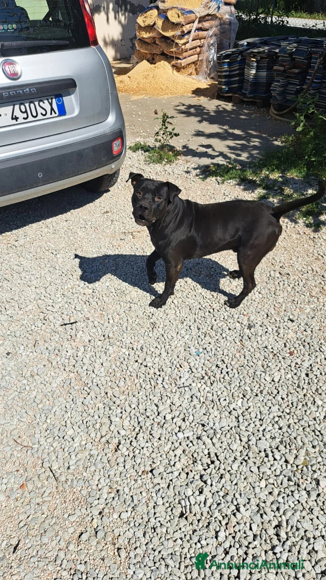 Meticcio cani in regalo: 2 Cani meticci di 3 anni - Annuncio 1