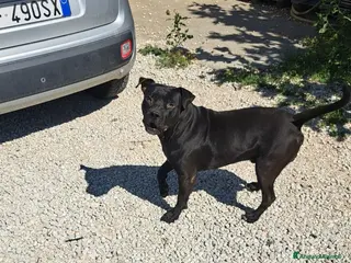 Meticcio cani 2 Cani meticci di 3 anni - Annuncio 20