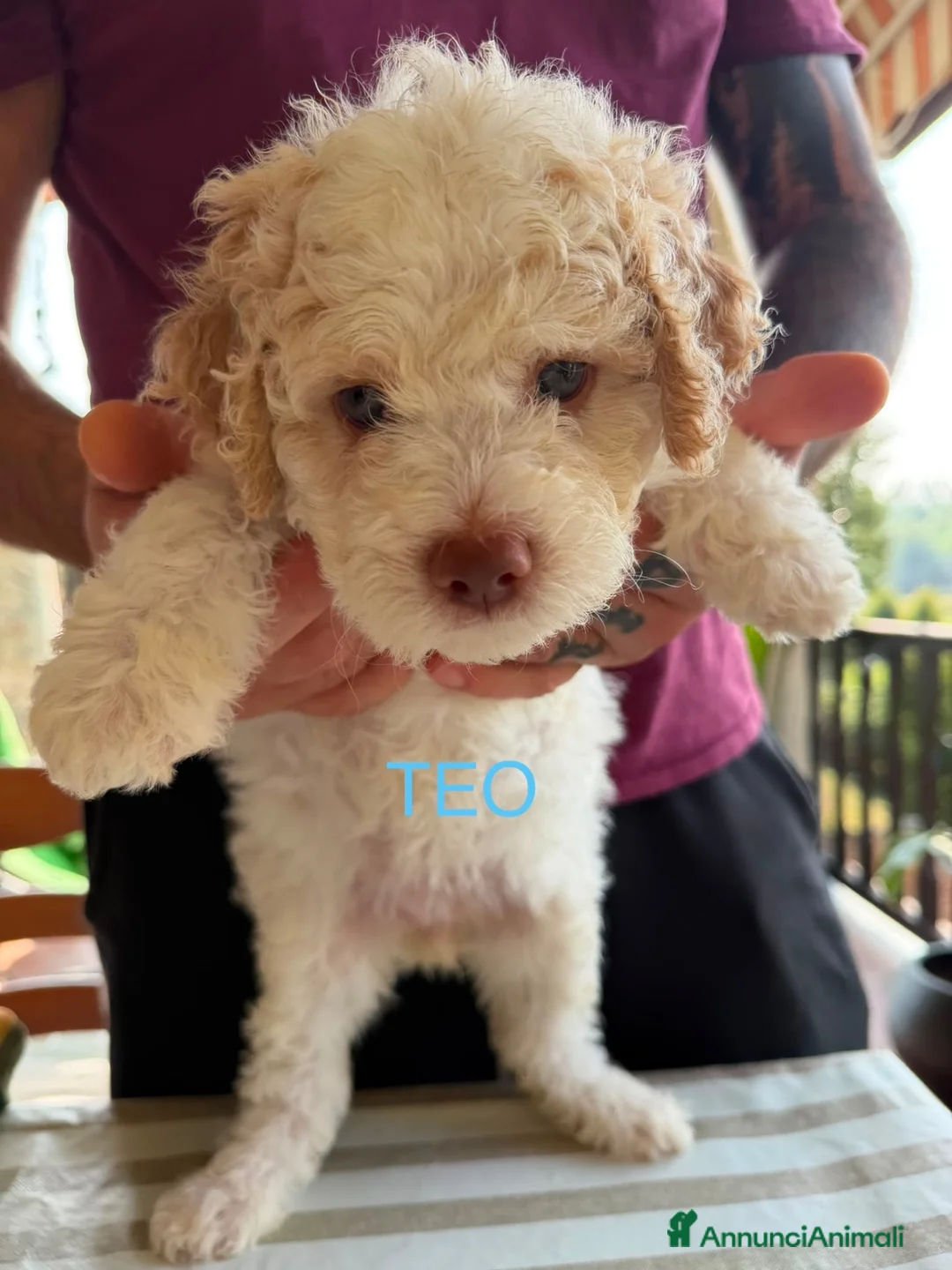 Lagotto cani in vendita: Cuccioli Lagotto Romagnolo - Annuncio 4