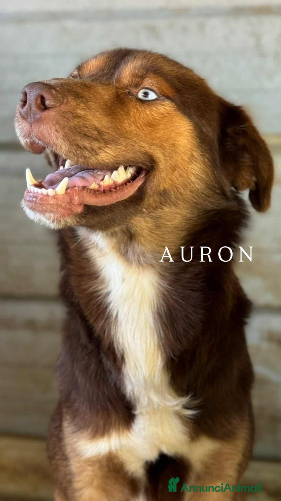 Meticcio cani in regalo: AURON, dagli occhi più belli del mondo! - Annuncio 1