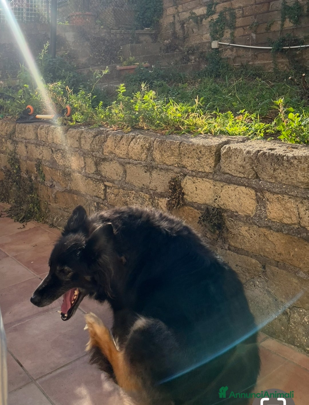 Pastore Belga cani in regalo: Pastore belga/tedesco  a Città metropolitana di Roma Capitale - Immagine 2