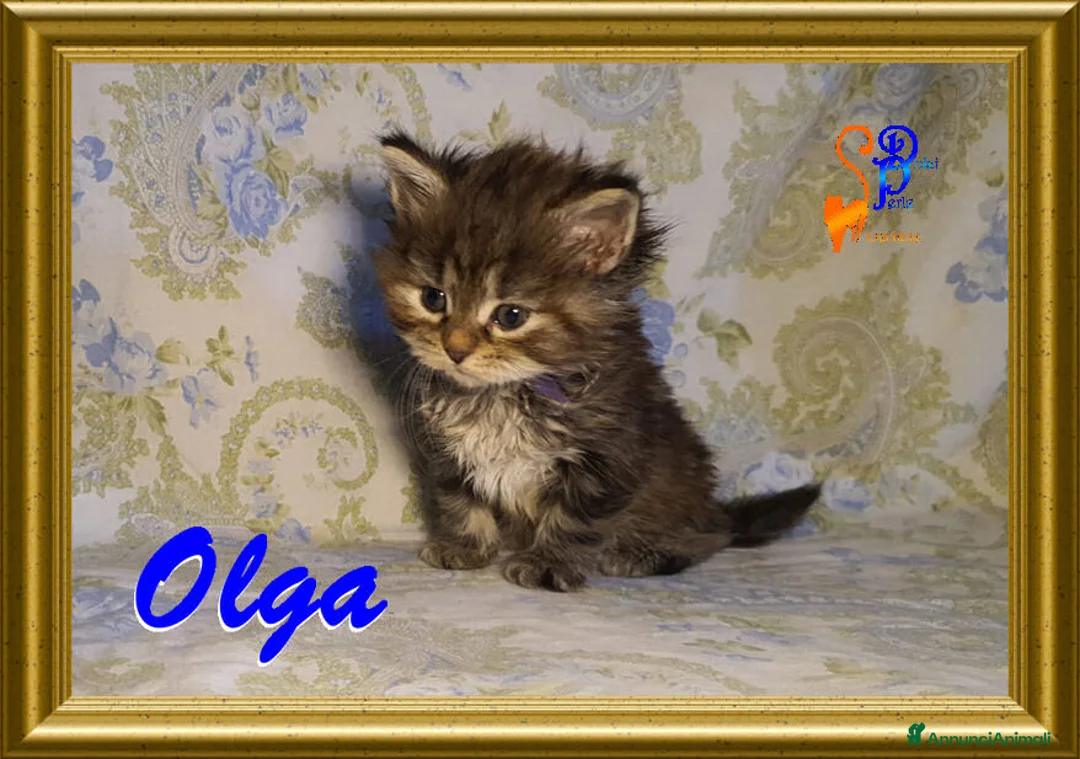 Siberiano gatti in vendita: cuccioli gattini siberiani - Annuncio 2