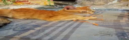 Europeo gatti in regalo: Ginger & Gelsomino, adozione singola o di coppia - Annuncio 3