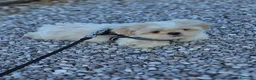 Shih Tzu cani in vendita: Shih Tzu - Annuncio 4