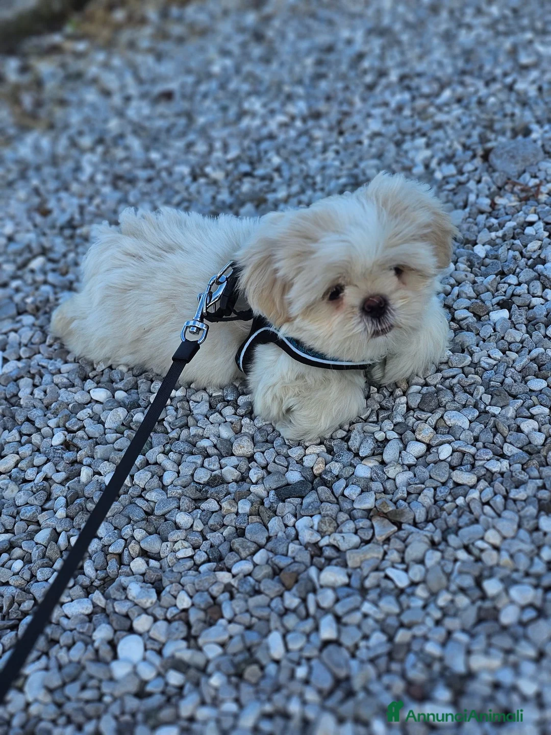 Shih Tzu cani in vendita: Shih Tzu - Annuncio 4