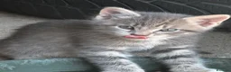 Meticcio gatti in vendita: Gattino - Annuncio 11
