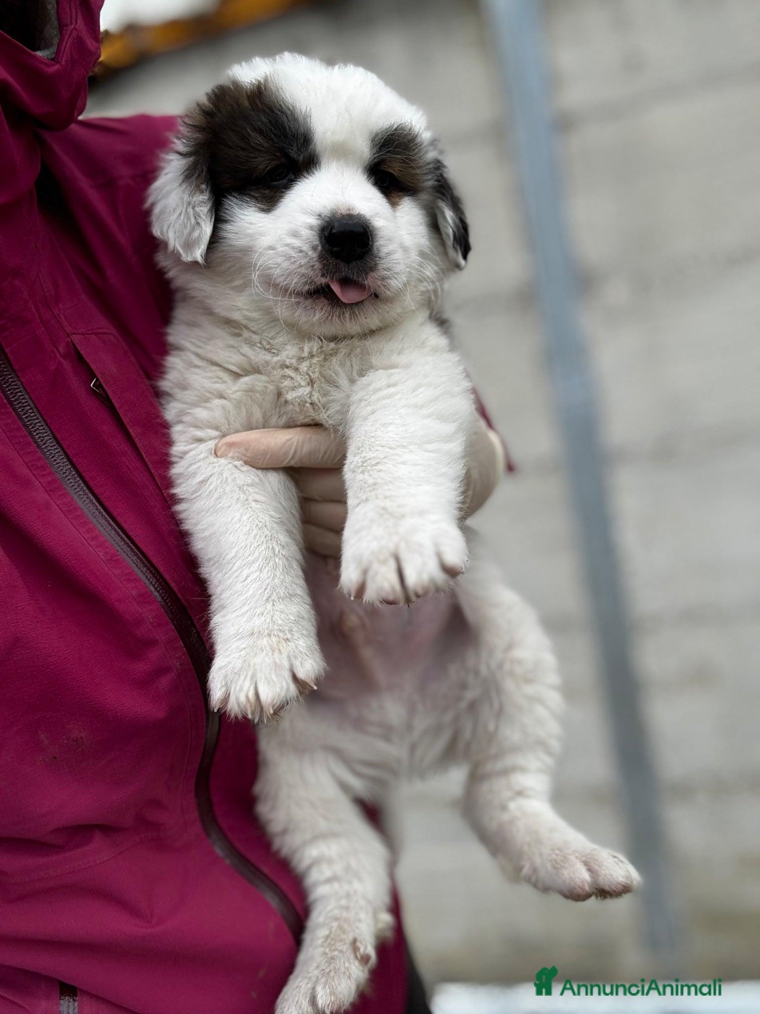 Cane da Montagna dei Pirenei cani Cucciolo due mesi taglia gigante  - Annuncio 24
