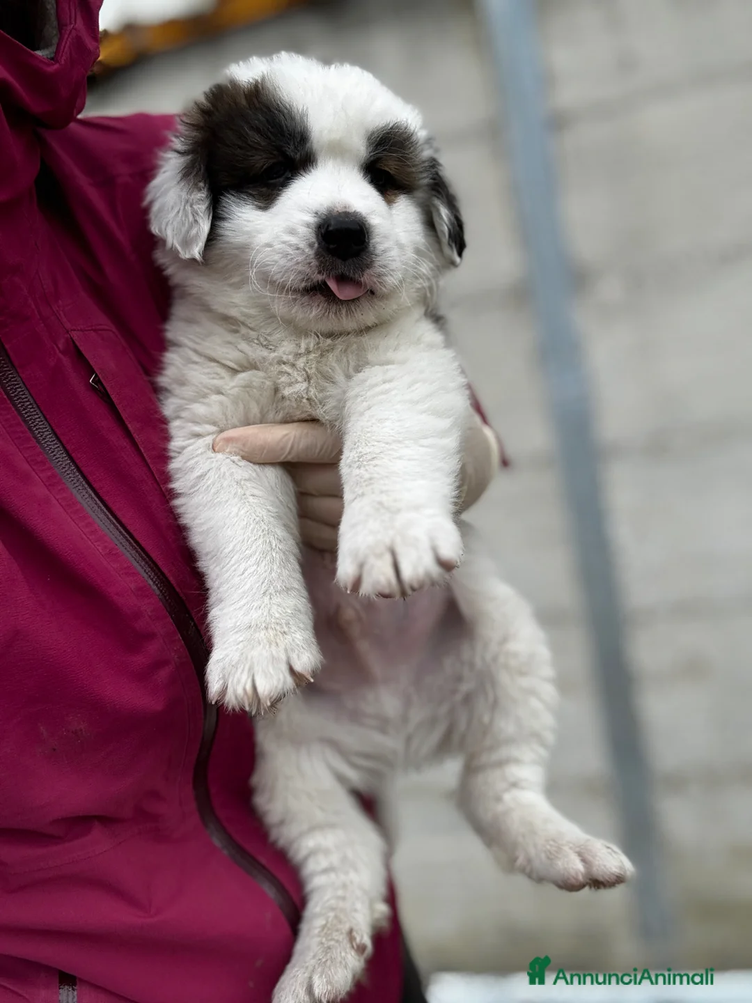 Cane da Montagna dei Pirenei cani in regalo: Cucciolo due mesi taglia gigante  - Annuncio 1