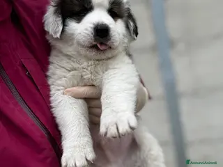 Cane da Montagna dei Pirenei cani Cucciolo due mesi taglia gigante - Annuncio 27