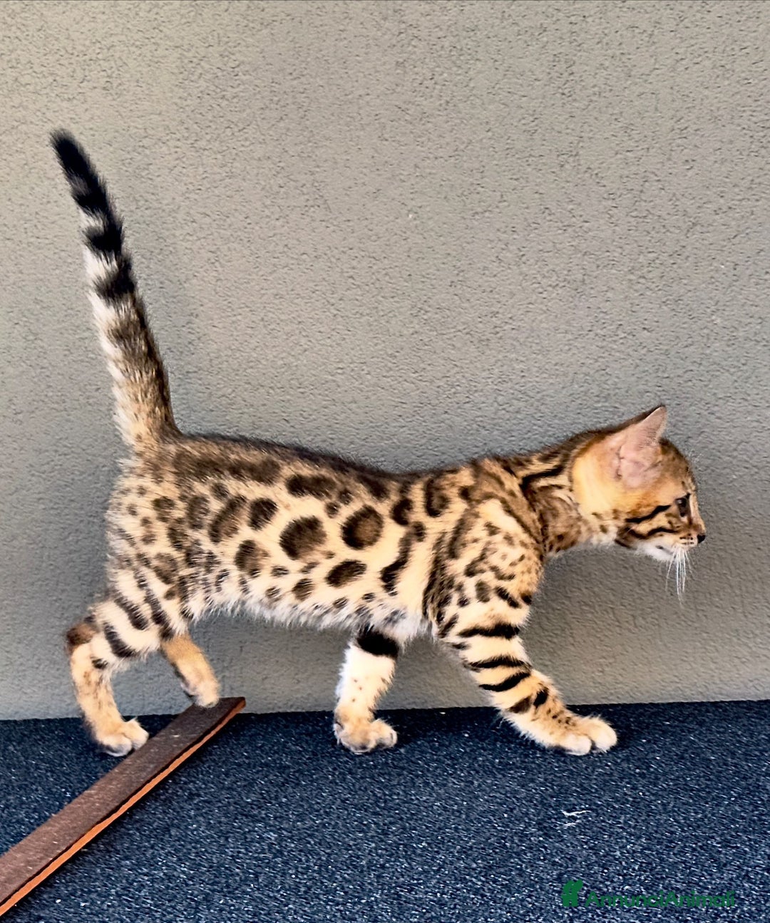 Bengala gatti in vendita: Bengala cuccioli 2 mesi con pedigree a Provincia di Alessandria - Immagine 4