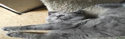 British gatti in vendita: Cucciolo British Shorthair  - Annuncio 3