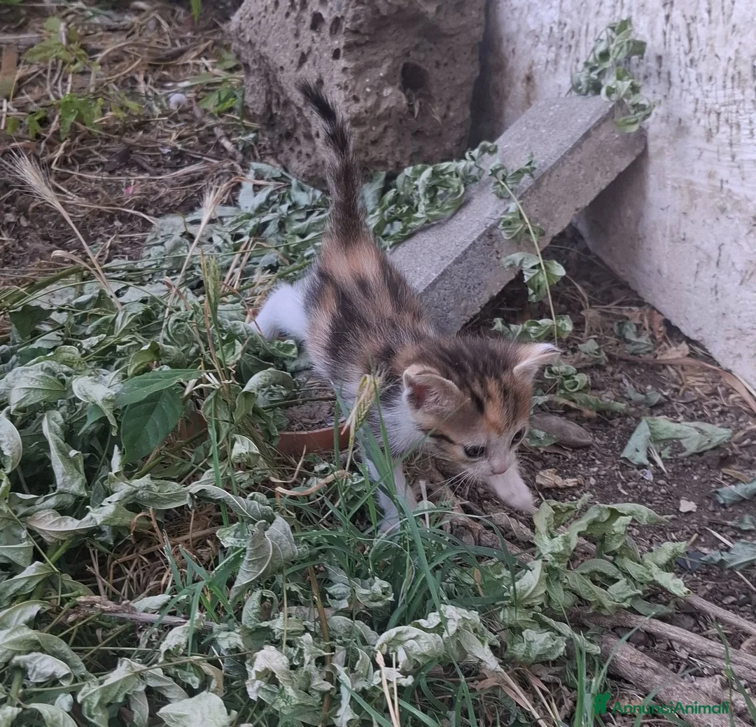 Meticcio gatti in regalo: Gattini cedo solo a persone responsabili a Città metropolitana di Roma Capitale - Annuncio 7