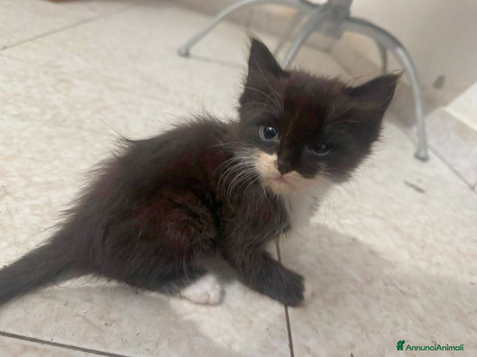 Meticcio gatti GATTINO ADORABILE  - Annuncio 2