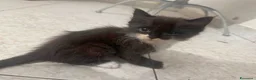 Meticcio gatti in regalo: GATTINO ADORABILE  a Provincia di Lodi - Annuncio 1
