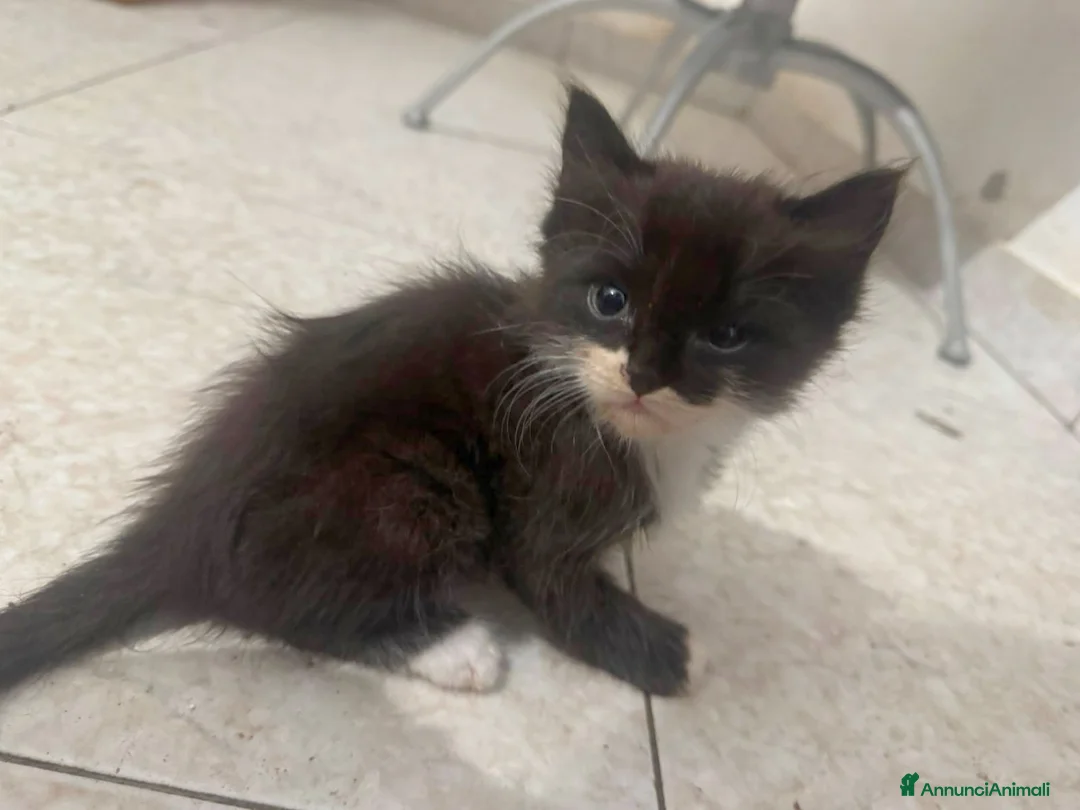 Meticcio gatti in regalo: GATTINO ADORABILE  a Provincia di Lodi - Annuncio 1