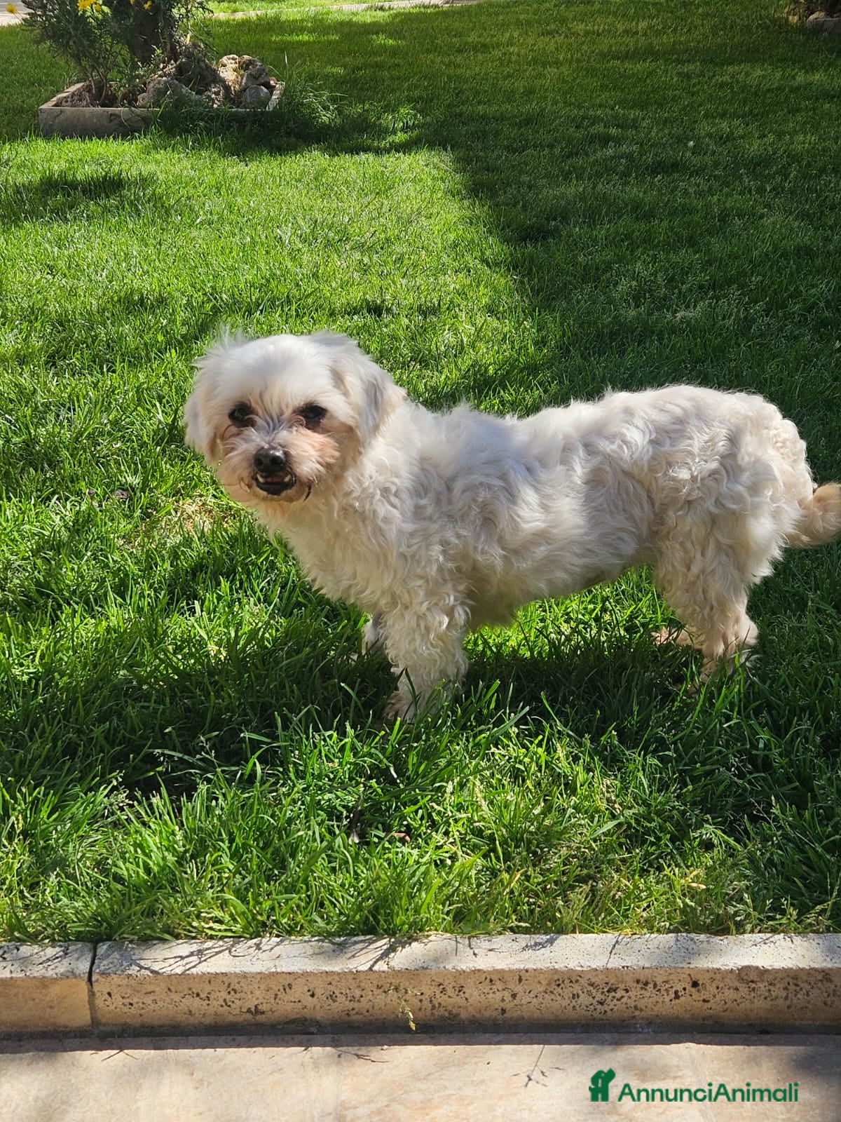 Maltese cani Vergine: giovane maltesina dolcissima con tutti  - Annuncio 1