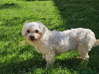 Maltese cani Vergine: giovane maltesina dolcissima con tutti - Annuncio 38