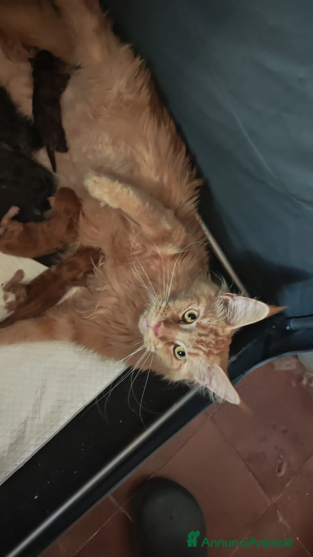 Maine Coon gatti in vendita: Cuccioli di Maine Coon  - Annuncio 1