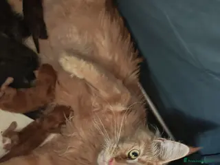 Maine Coon gatti Cuccioli di Maine Coon - Annuncio 2