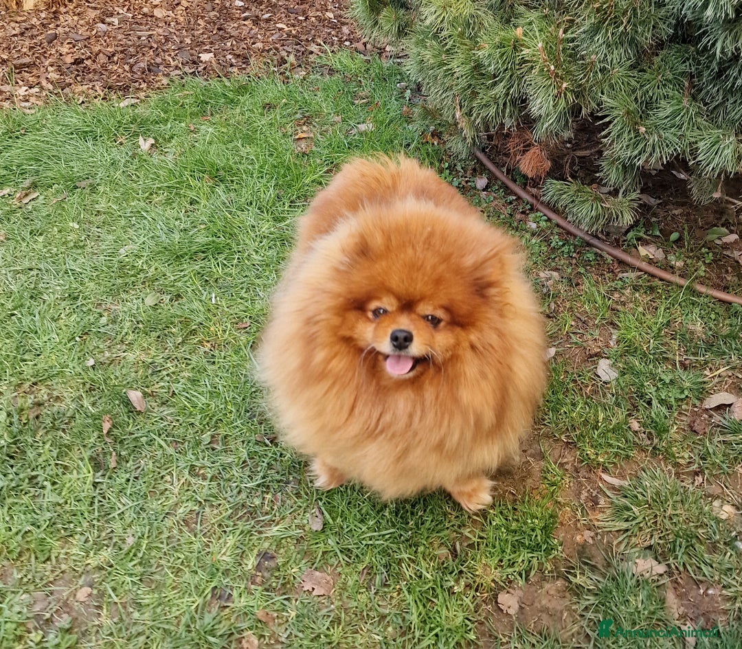 Spitz cani in regalo: Spitz tedesco NANO Pomerania  a Provincia di Monza e della Brianza - Immagine 7