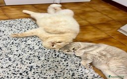 Scottish gatti in vendita: Scottish  a Città Metropolitana di Bologna - Immagine 7