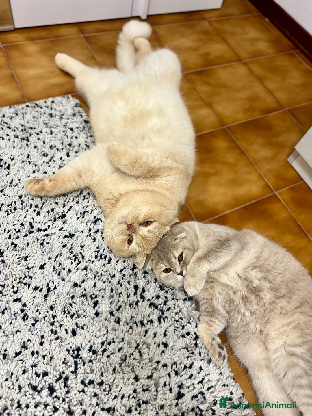 Scottish gatti in vendita: Scottish  a Città Metropolitana di Bologna - Immagine 7