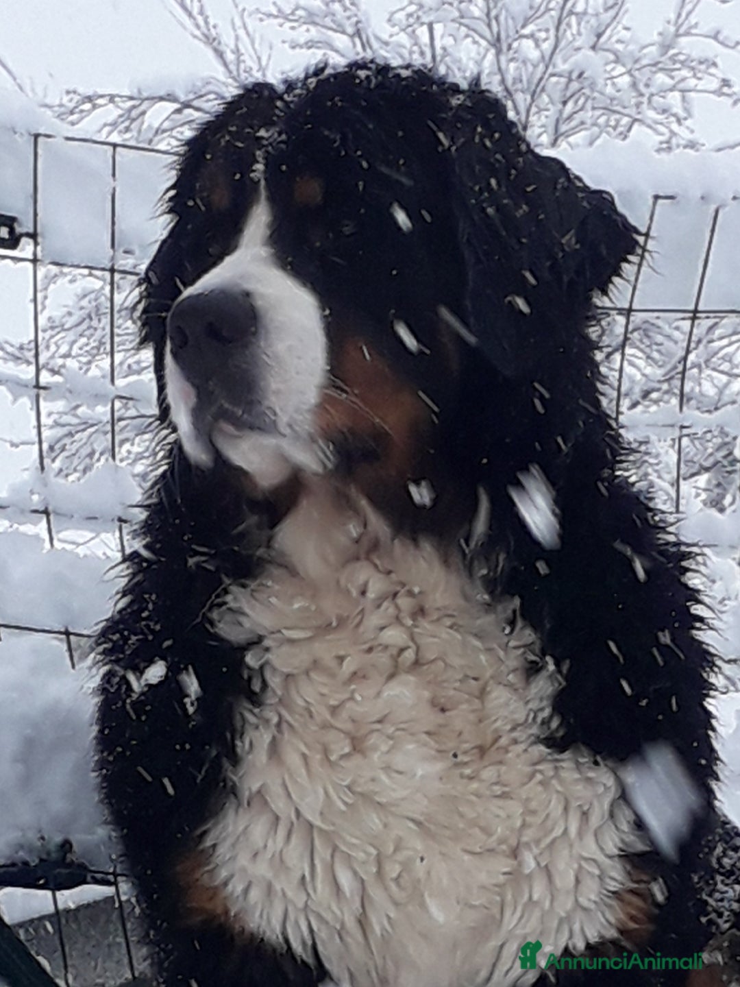 Immagine della galleria {{count}}