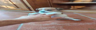 Jack Russell 3