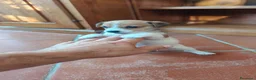 Jack Russell cani in vendita: Stupendi cuccioli di Jack Russell - Annuncio 8