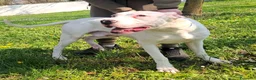 Dogo Argentino cani in regalo: ALBINO DOGO ARGENTINO - Annuncio 13