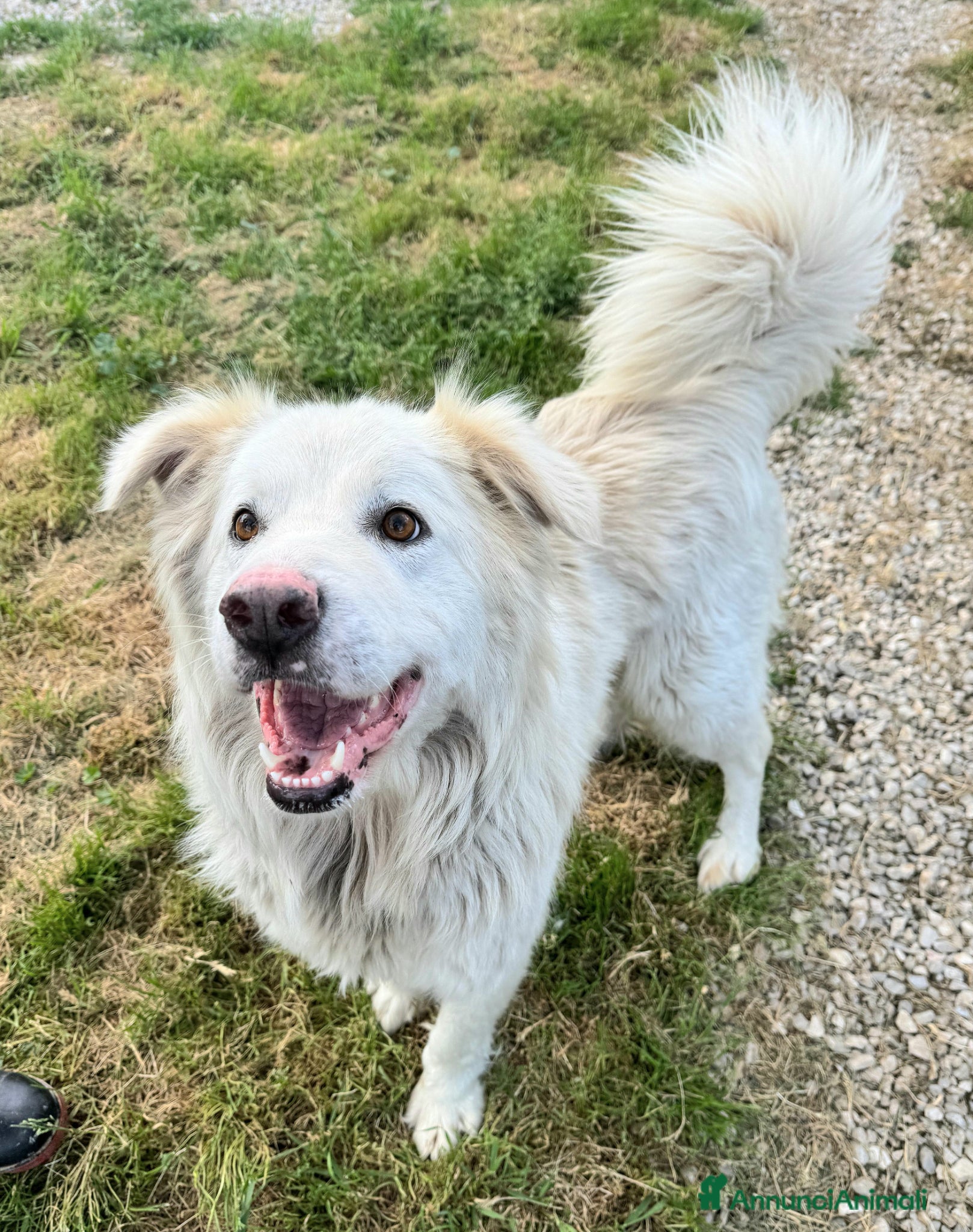 Meticcio cani Margot 2 anni Taglia media grande  - Annuncio 4