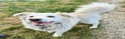 Meticcio cani in regalo: Margot 2 anni Taglia media grande  - Annuncio 1
