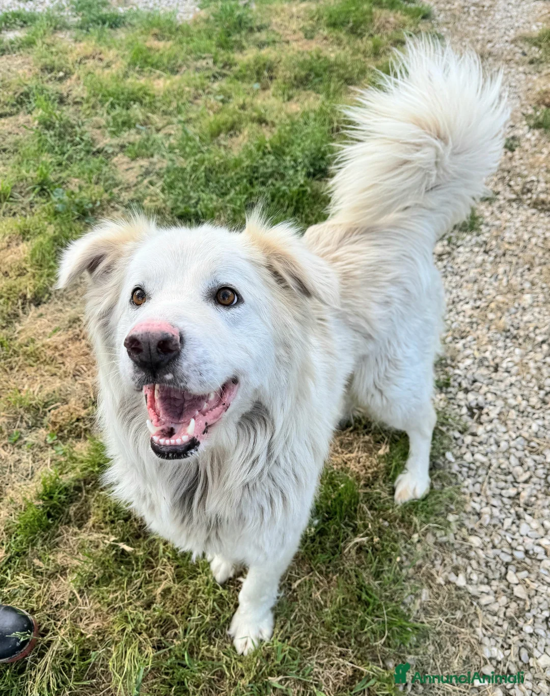 Meticcio cani in regalo: Margot 2 anni Taglia media grande  - Annuncio 1