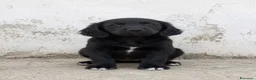 Segugio cani in regalo: Princy e Dafne - Annuncio 2