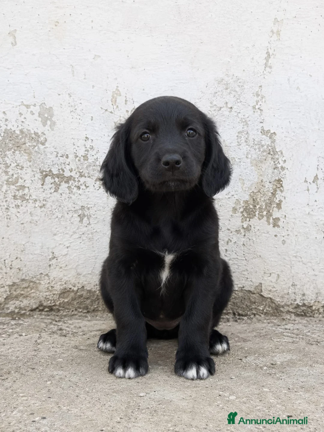 Segugio cani in regalo: Princy e Dafne - Annuncio 2