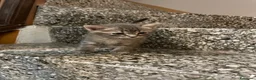 Meticcio gatti in vendita: Gattino grigio  - Annuncio 6