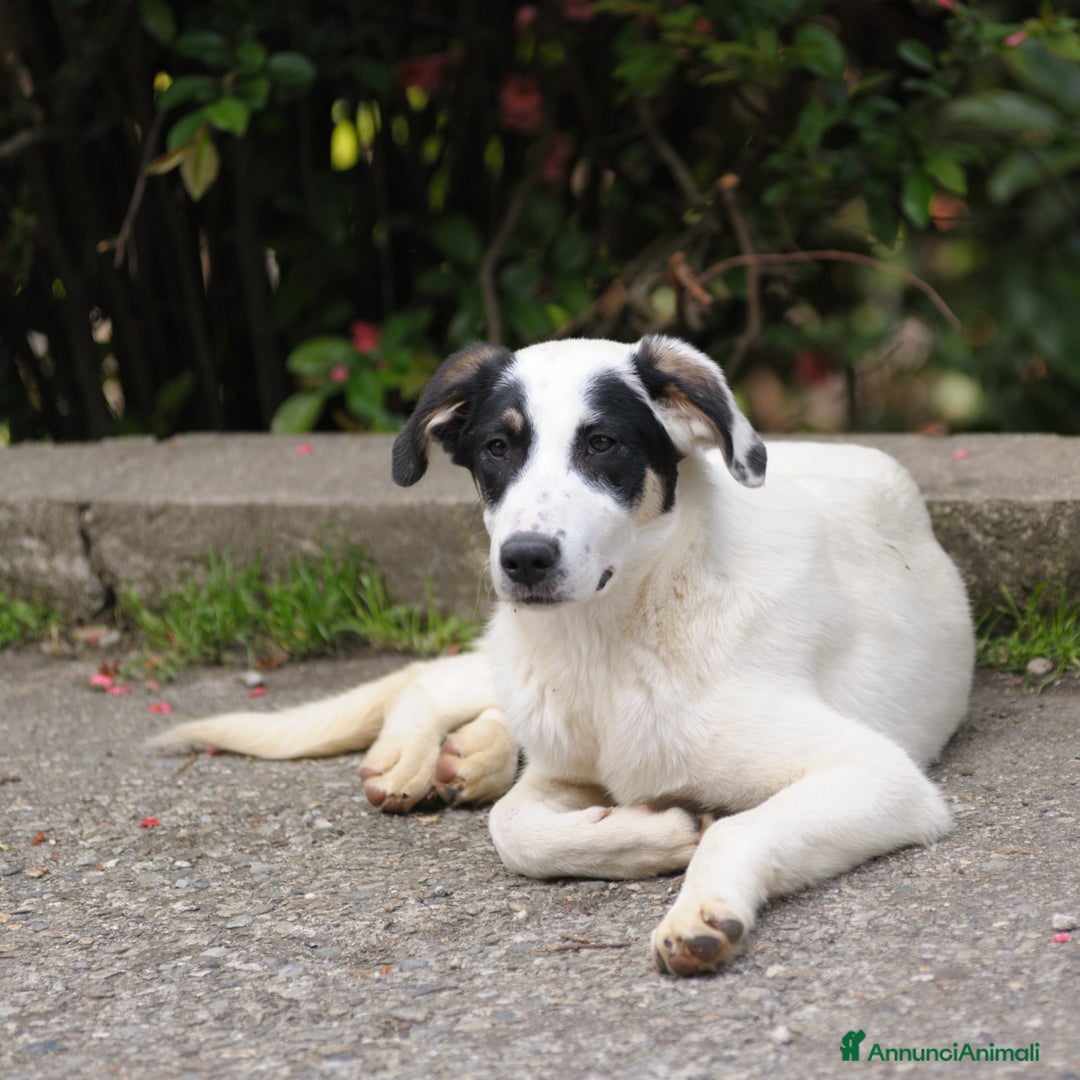 Meticcio cani jasmine - Annuncio 19