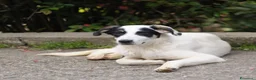 Meticcio cani in regalo: jasmine - Annuncio 1