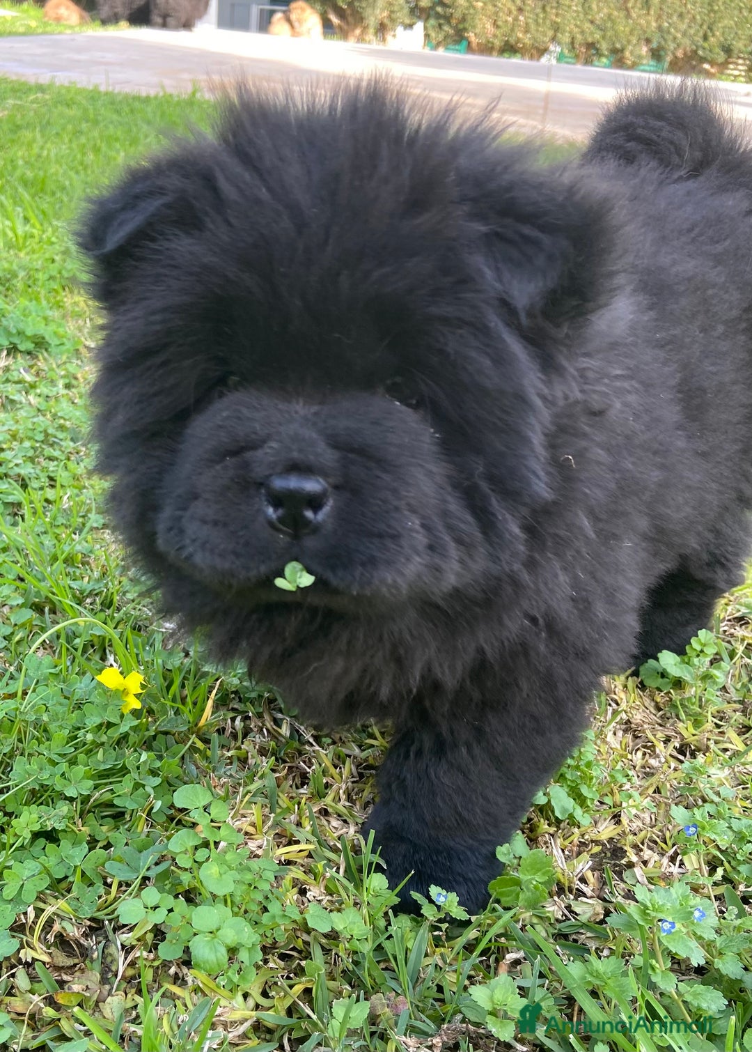 Chow Chow cani in vendita: Chow Chow Cucciole femmine nero e rosso  - Annuncio 8