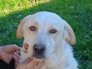 Meticcio cani PAOLA SOTTRATTA AD UN TRISTE DESTINO CERCA CASA - Annuncio 22