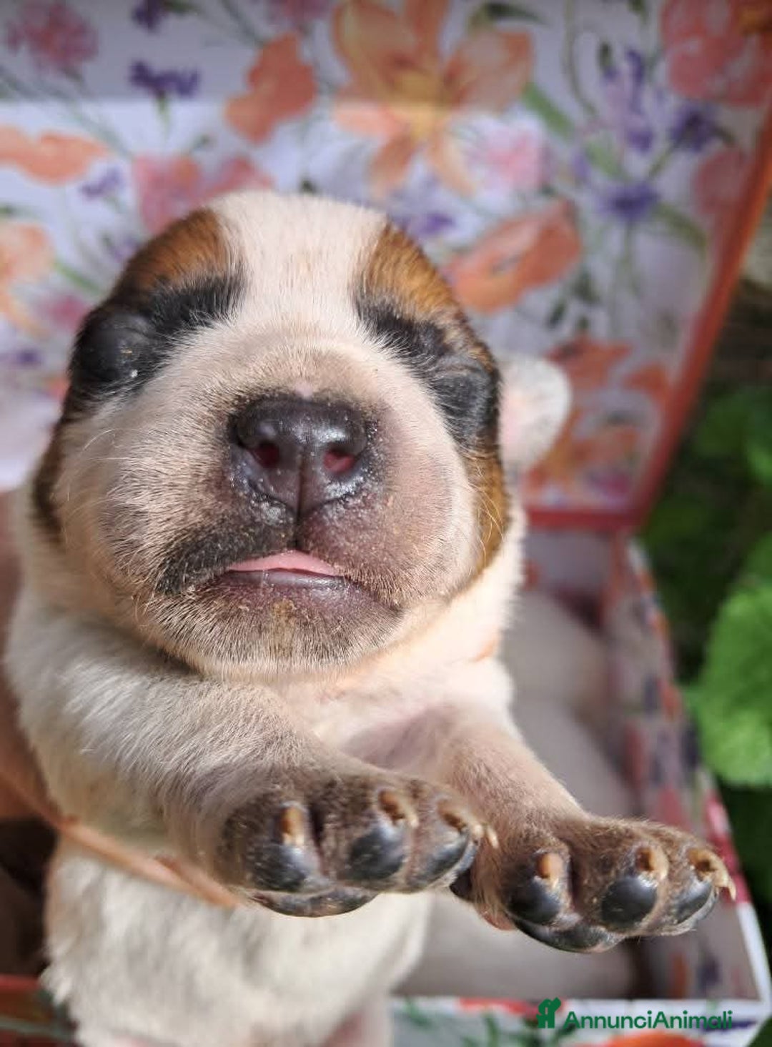 Australian Cattledog cani in vendita: australian cattledog - Annuncio 2