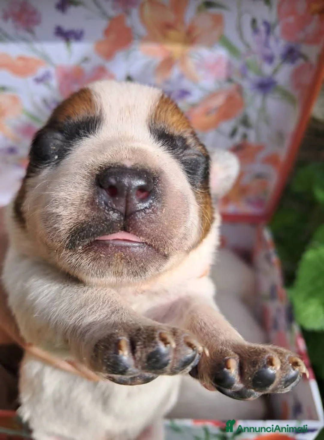 Australian Cattledog cani in vendita: australian cattledog - Annuncio 2