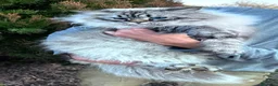Siberiano gatti per accoppiamento: Siberiano Neva per accoppiamento  - Annuncio 2