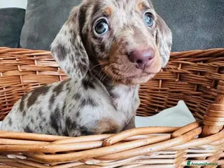 Bassotto cani Bassotti toy - Annuncio 36