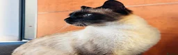 Siamese gatti in vendita: Siamese  - Annuncio 5