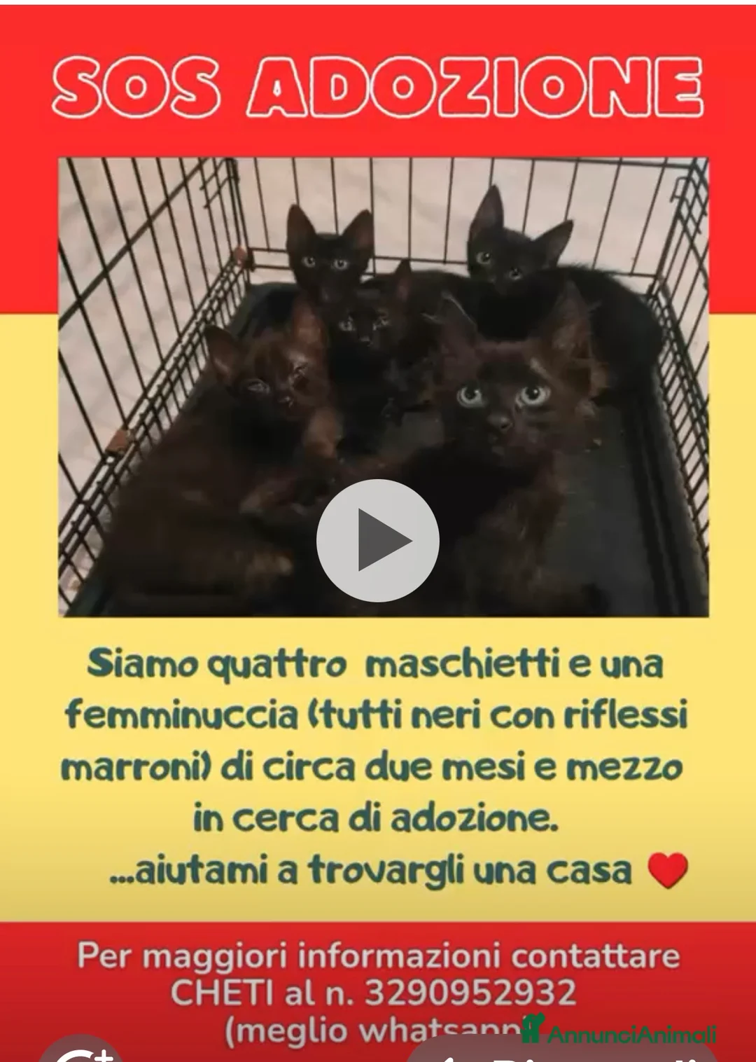 Meticcio gatti in regalo: AIUTIAMOLI A TROVATE UNA CASA 🏠!!!!! - Annuncio 1