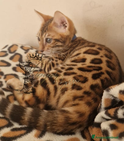 Bengala gatti a Città metropolitana di Roma Capitale - Annuncio 10